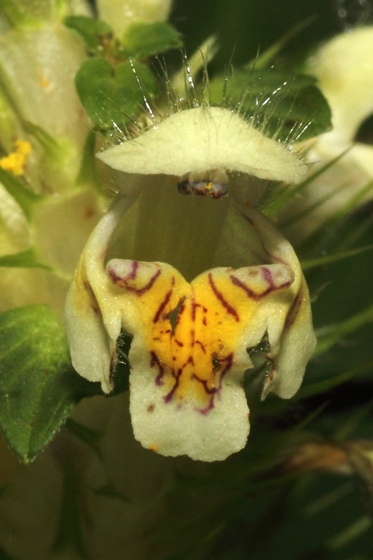 Galeopsis sulphurea / Canapetta sulfurea